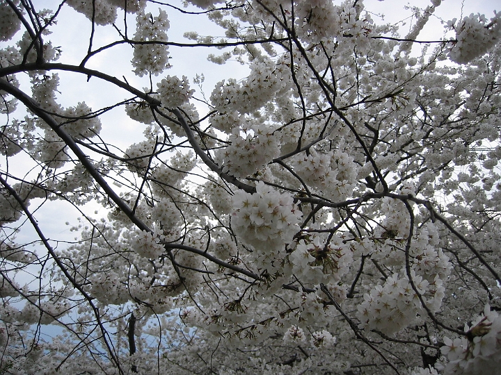 08 Cherry blossoms.jpg